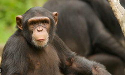 Evrimsel bir benzerlik daha: Şempanzeler doğal yollarla alkol tüketiyorlar