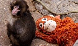 Dünyayı hüzne boğan Maymun Punch arkadaş buldu: Artık yalnız değil!