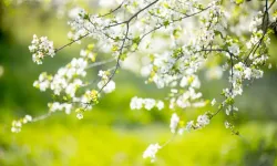 En güzel Hoş geldin Mart ayı sözleri ve mesajları: 2026 Anlamlı, duygusal, umut verici Mart ayı sözleri ve mesajları