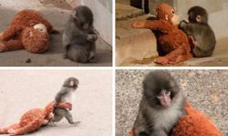 Dünyanın konuştuğu Punch hakkında gerçek ortaya çıktı