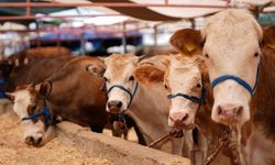 2026 Kurbanlık fiyatları ne kadar? 2026 Büyükbaş ve küçükbaş kurbanlık fiyatları belli oldu!