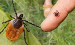 Kene ölümleri artışta! Uzman isim riskin en yüksek olduğu 5 ili açıkladı