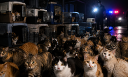 421 kedi kesilmekten son anda kurtarıldı! Suç örgütünün korkunç ağı ortaya çıktı