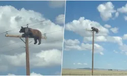 Viral olan görüntü acı bitti! Elektrik direğine tırmanan ayı öldü