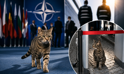 NATO'yu bile takmadı! Ankara'nın kedisi zirveye böyle girdi