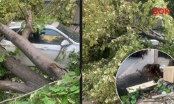 İstanbul'u fırtına vurdu! Ağaçlar devrildi, iş yerlerinin camları kırıldı