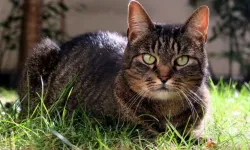 17 yıl sonra mucize kavuşma! Kayıp kedi Mozart 2009'da kayboldu, 2026'da bulundu!