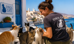 Yunan adasında bedava yaşama fırsatı! Tek şart kedi sevmek