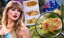 Taylor Swift'i böyle ölümsüzleştirdiler! Dört yeni böcek türü artık onun adını taşıyor