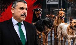 Sokak hayvanları çalışmalarında son nokta konuldu: Hedeflenen sayıya ulaşıldı!
