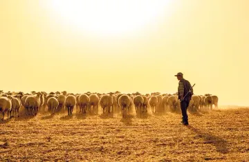 Çobanlar ne kadar kazanıyor İşte çobanların kendi verdiği rakam