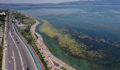 İzmir'de Bostanlı sahilinde yosun tabakası oluştu