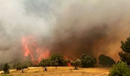 Ciğerlerimiz yanıyor! Manisa'da orman yangını çıktı