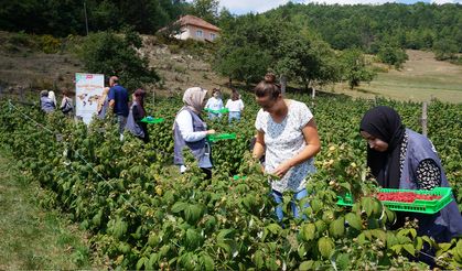 TİKA iş birliğinde Sırbistan'a gelen Türk öğrenciler ahududu topladı