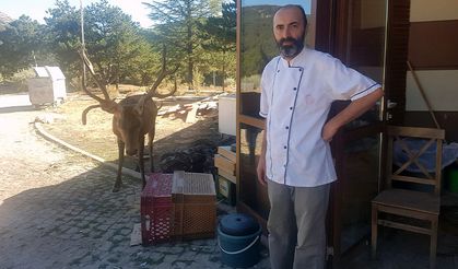 Doğaya bırakılan kızıl geyik, Spil Dağı'ndaki restoranın "müdavimi" oldu