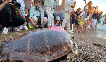 Caretta caretta 'Lara Barış'ın 600 kilometrelik yolculuğunu 29 bin kişi görüntüledi