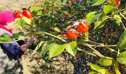 C vitamini deposu kuşburnu köylerde yorucu bir çalışmanın ardından marmelat olarak kavanozlara giriyor