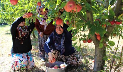 Elma hasadına başlanan Amasya’da bahçeler rengarenk