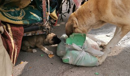 Köpekleri çuvala koydu, polise saldırdı