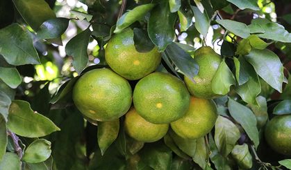 Mandalina çiftçinin yüzünü güldürüyor