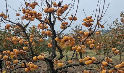 Kozan hurması, lezzetini tescillemek istiyor