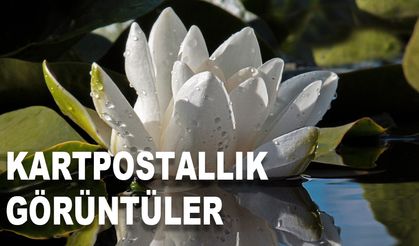 Nilüfer çiçekleri kartpostallık görüntüler oluşturdu