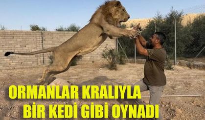 Ormanlar kralıyla bir kedi gibi oynadı