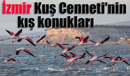 İzmir Kuş Cenneti'nin kış konukları sulak alanı doldurdu