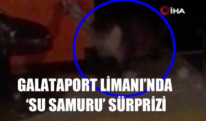 Galataport Limanı’nda ‘Su samuru’ sürprizi