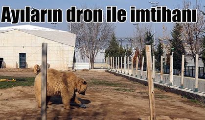 Ayıların dron ile imtihanı