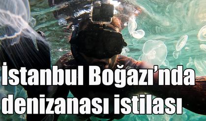 İstanbul Boğazı’nda denizanası istilası