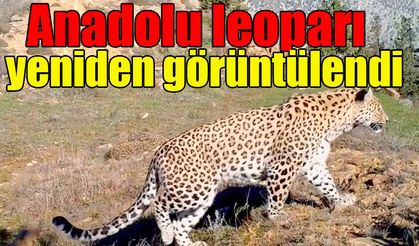 Anadolu leoparı  yeniden görüntülendi