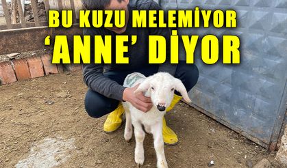 Bu kuzu melemiyor 'Anne' diyor