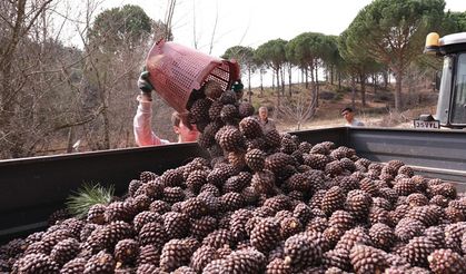 Türkiye’nin çam fıstığı deposunda telaş