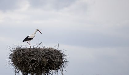 Baharın müjdecisi leylekler Tunceli'deki yuvalarına yerleşti