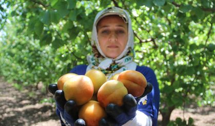 Hatay'da kayısı hasadı başladı