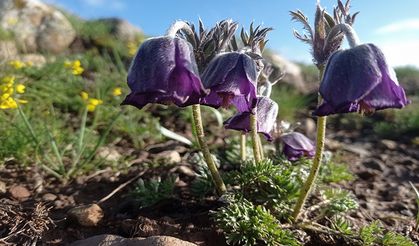 Erzurum'da  muhteşem bir renk cümbüşü