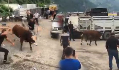 Kurban pazarında kaçan boğa paniğe neden oldu