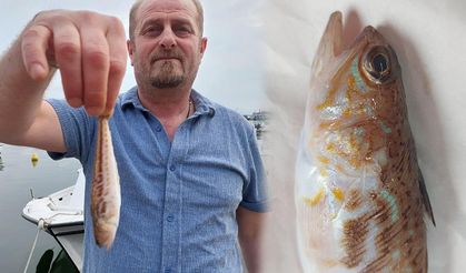 Balıkçıların ağına zehirli trakonya takıldı