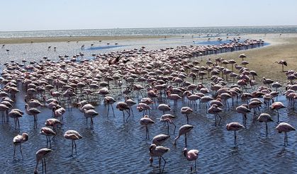 Afrika sahillerinde bir flamingo cenneti: Walvis Bay Lagünü