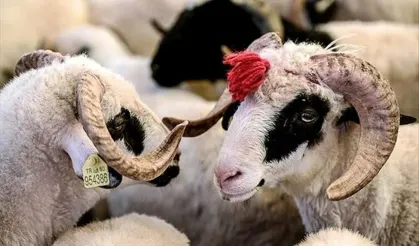 Kurban Bayramı’nda sağlığınızı korumak için altın tavsiyeler