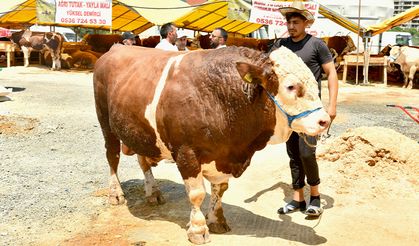 Kurban pazarının 1 ton 200 kiloluk Kral’ı alıcısını bekliyor