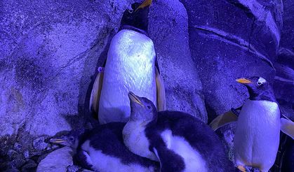 İstanbul'da 4 bebek penguen dünyaya geldi