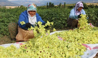 Amasya'nın çiçek bamyası, altından daha hızla satılıyor