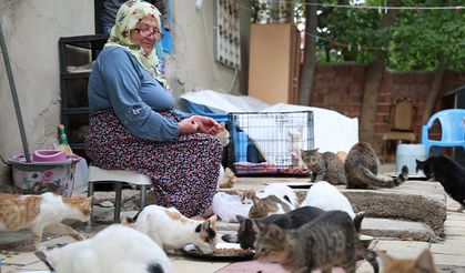 Kedilere adanmış bir hayat: 11 yıldır 70 kediye bakıyor!