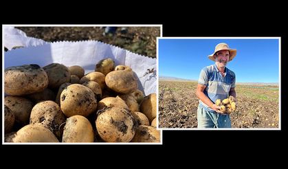 Anadolu'nun çatısı Kars'ta patates hasadı başladı