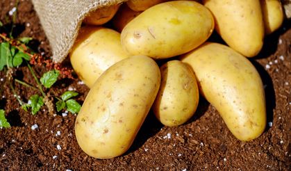 Mutfakta tehlike! Binlerce ton patates geri gönderildi
