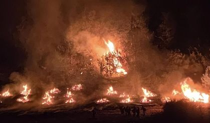 ABD'de orman yangını: 20 bin 425 dönümlük alan kül oldu