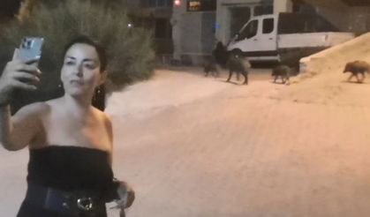 Domuzlarla selfie modası