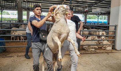 4 boynuzlu koçu görenler şaşırıyor